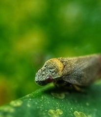 Eoscarta roseinervis