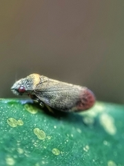 Eoscarta roseinervis