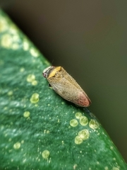 Eoscarta roseinervis