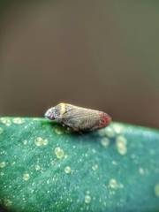 Eoscarta roseinervis