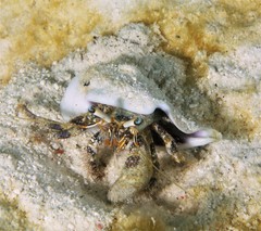 Dardanus scutellatus