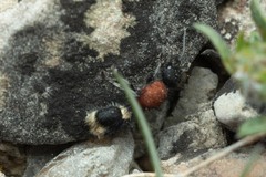 Stenomutilla argentata