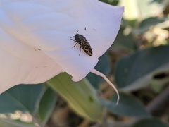 Acmaeodera labyrinthica