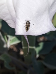 Acmaeodera labyrinthica