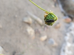 Acmaeodera labyrinthica