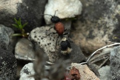 Stenomutilla argentata