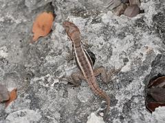 Leiocephalus psammodromus