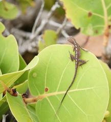 Anolis scriptus