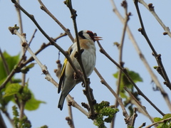 Carduelis carduelis
