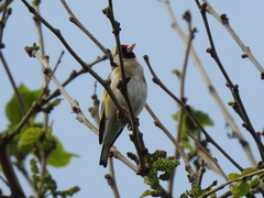 Carduelis carduelis