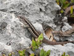 Leiocephalus psammodromus