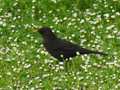 Turdus merula