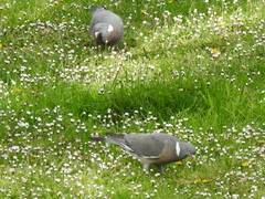 Columba palumbus