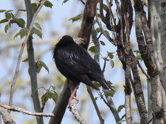 Sturnus unicolor
