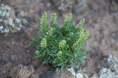Lepidium horstii