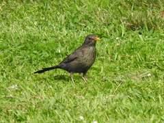 Turdus merula