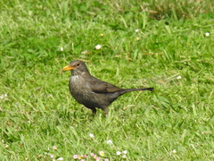 Turdus merula