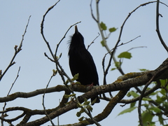 Sturnus unicolor