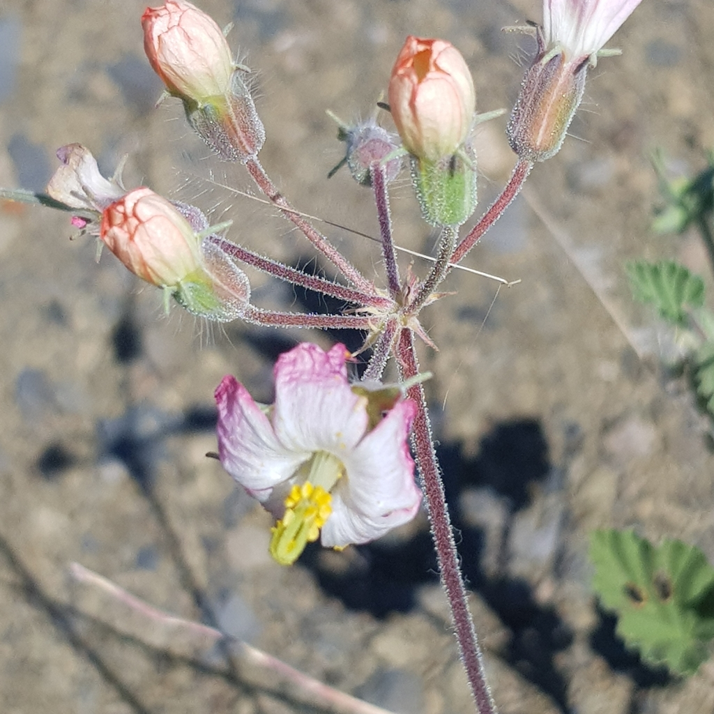 Monsonia luederitziana