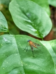 Chrysopilus ferruginosus
