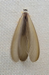 Odontotermes formosanus