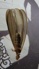 Odontotermes formosanus