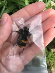 Bombus