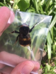Bombus