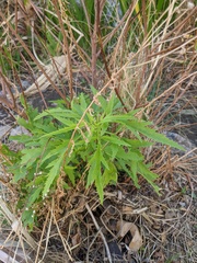 Datisca glomerata