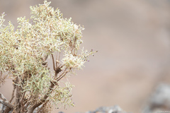Spergularia manicata