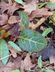 Pyrola americana