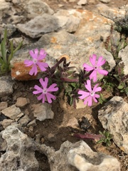Silene cambessedesii
