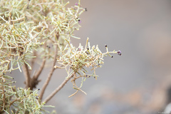 Spergularia manicata