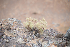 Spergularia manicata