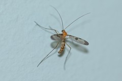 Macrocera phalerata