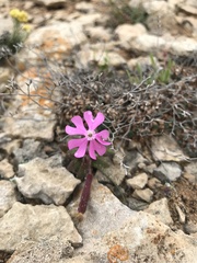Silene cambessedesii