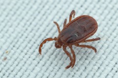 Haemaphysalis punctata