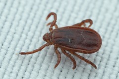 Haemaphysalis punctata