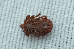 Haemaphysalis punctata