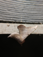 Cicinnus melsheimeri