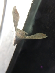 Cicinnus melsheimeri