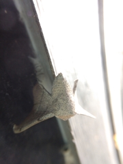 Cicinnus melsheimeri