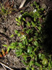 Cerastium diffusum