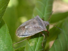 Euschistus variolarius