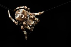 Araneus grossus