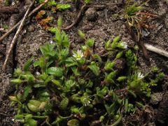 Cerastium diffusum