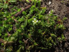 Cerastium diffusum
