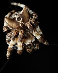 Araneus grossus