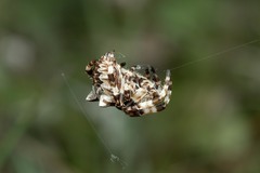 Araneus grossus