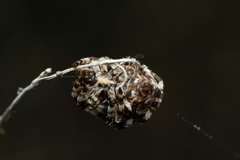 Araneus grossus